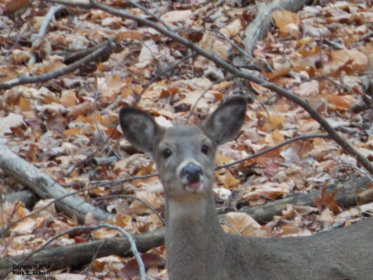 deer tongue sticking out 1cr