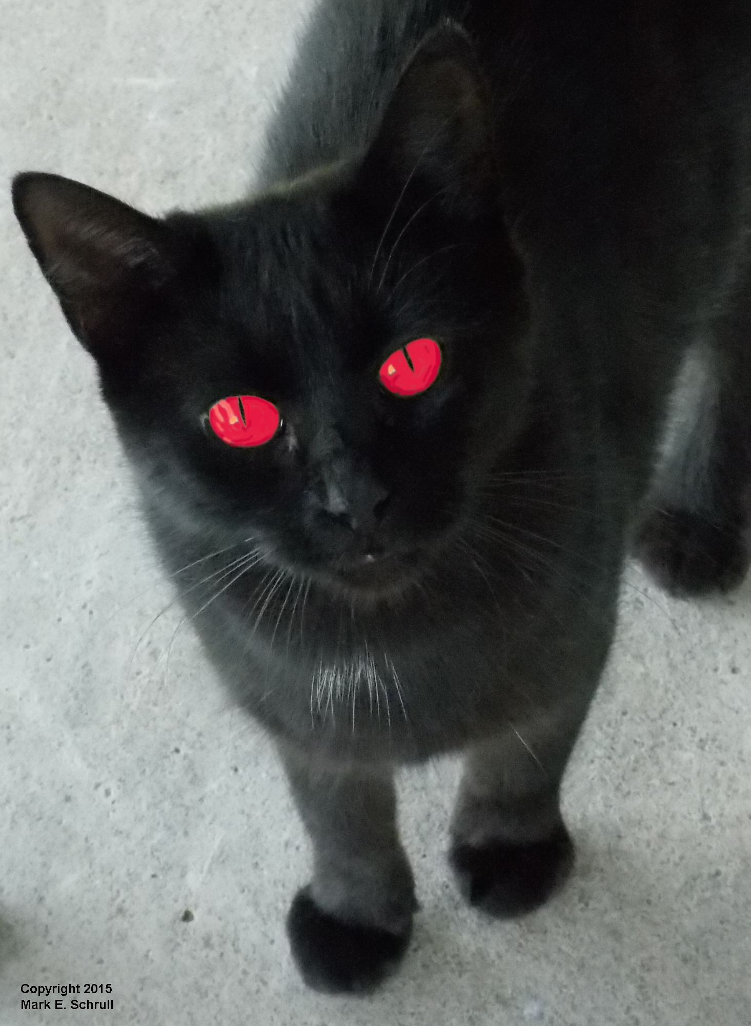 Red Eye Cat 2cr 